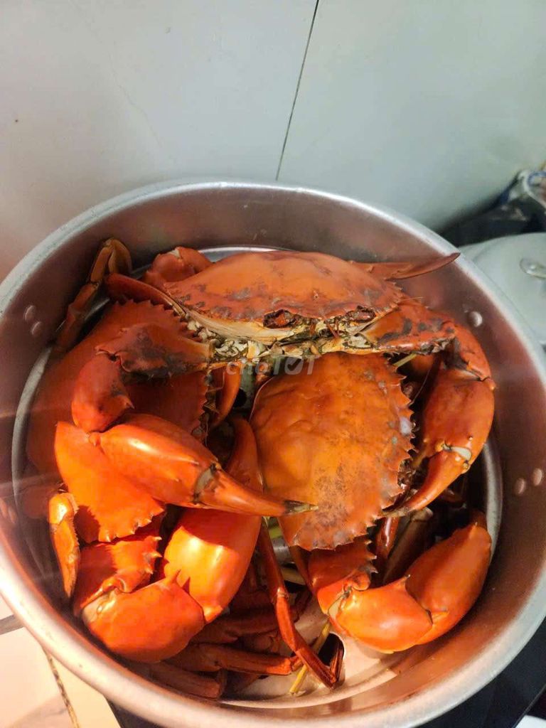 Cua Cà Mau lớn hơn 2 con 1kg. Mua bán Đồ ăn, thực phẩm và các loại khác tại Quận 8 Tp Hồ Chí Minh được đăng bởi Hiếu hình 1