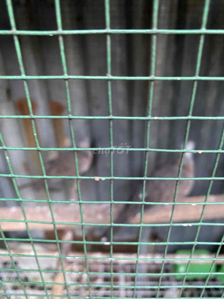 Cu gáy sinh sản. Mua bán Chim tại Quận 7 Tp Hồ Chí Minh được đăng bởi Song Nguyên  hình 1