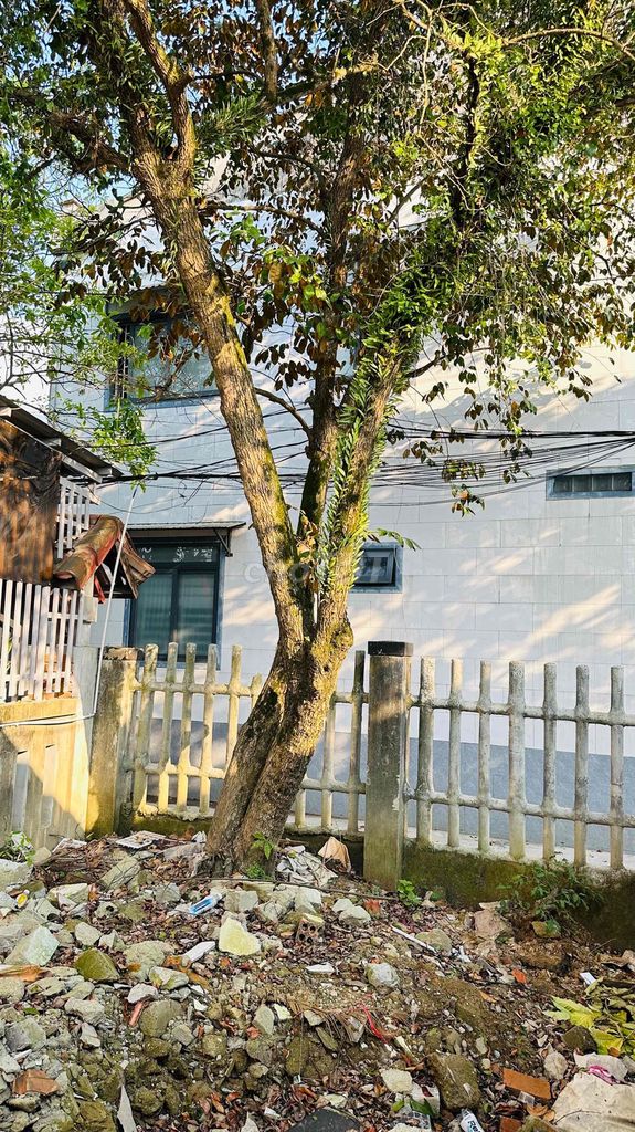 Cây vú sữa. Mua bán Cây cảnh, đồ trang trí tại Thành phố Huế Thừa Thiên Huế được đăng bởi chuyên gia công trang sức vàng bạc theo yêu cầu hình 1