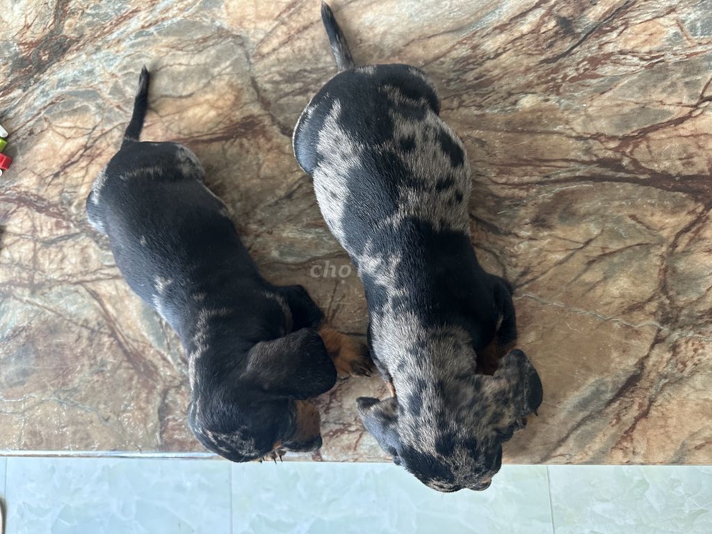 Chó Lạp xưởng 2.5 tháng. Mua bán Chó tại Huyện Long Thành Đồng Nai được đăng bởi Hằng hình 6