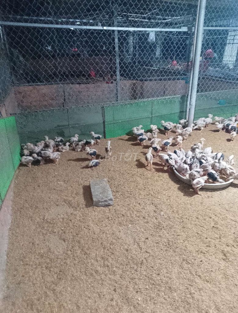 Gà Đông Tảo cả hai. Mua bán Gà tại Thành phố Thủ Đức Tp Hồ Chí Minh được đăng bởi Thành tin hình 1