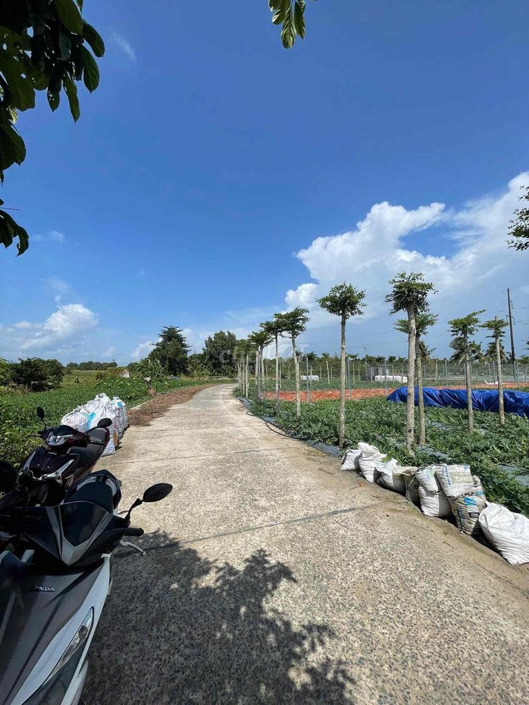 NỀN THỔ CƯ XÂY TRỌ OK GẦN ĐẠI HỌC NAM CẦN THƠ, FPT, CHỢ MỸ KHÁNH. Mua bán đất tại Huyện Phong Điền Cần Thơ được đăng bởi Nguyễn Văn Hiếu hình 2