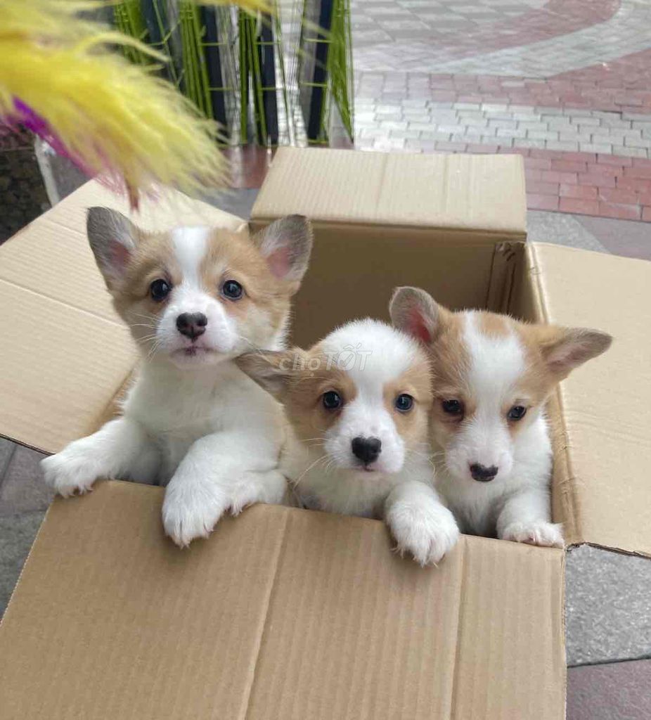 Chó Corgi đã tiêm, ăn uống tốt. Mua bán Chó tại Quận Cẩm Lệ Đà Nẵng được đăng bởi Anh Pet Shop hình 1