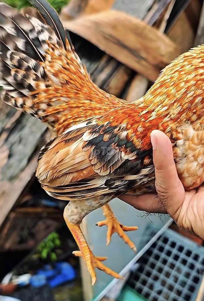 Gà tre Cặp (trống mái) Miền Bắc. Mua bán Gà tại Huyện Bình Chánh Tp Hồ Chí Minh được đăng bởi Shop Gà Nọc Bình Chánh  hình 1