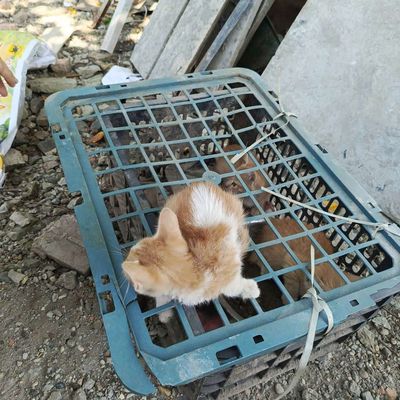 Cần bán 3 bé mèo ta. Mua bán Mèo tại Quận Bắc Từ Liêm Hà Nội được đăng bởi Hoa Đào