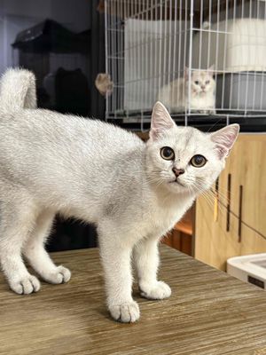 mèo anh lông ngắn. Mua bán Mèo tại Quận 7 Tp Hồ Chí Minh được đăng bởi Louis Le 