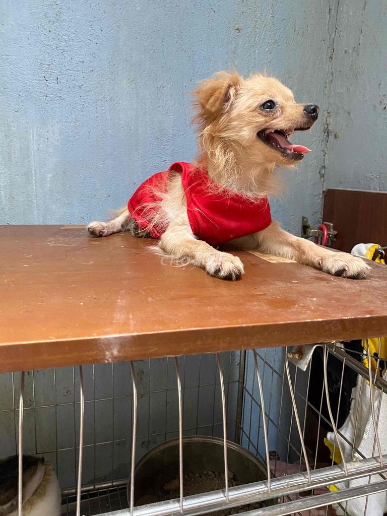 Chó Phốc Sóc lai Poodle cái 4 tháng đã tiêm. Mua bán Chó tại Quận Cầu Giấy Hà Nội được đăng bởi Nguyễn Thị Thục hình 1