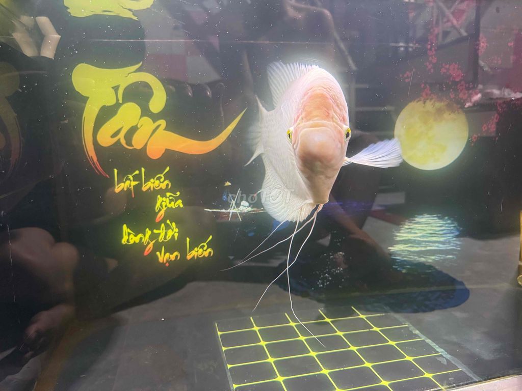 Cá phát tài 42cm 4 râu Trắng. Mua bán Thú cưng khác tại Thành phố Thủ Đức Tp Hồ Chí Minh được đăng bởi Tuấn Khanh hình 1