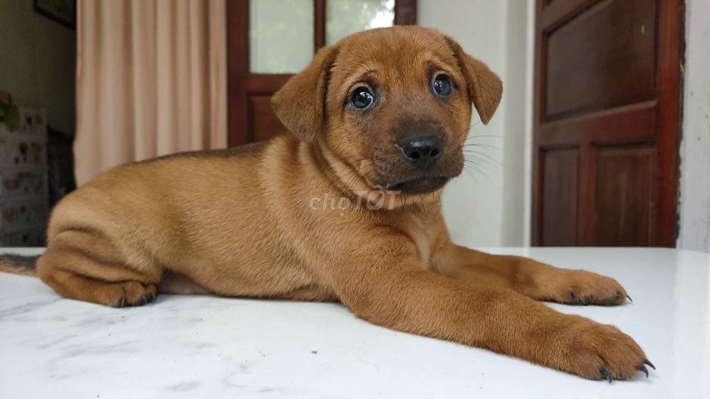 Chó con Becgie và Rottweiler dễ thương.. Mua bán Chó tại Quận Hải Châu Đà Nẵng được đăng bởi An Bảo hình 7