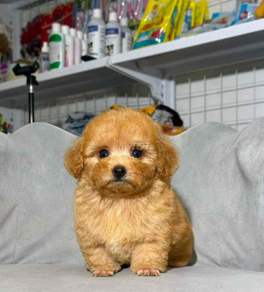 Cần tìm chủ cho chó Poodle nâu vàng. Mua bán Chó tại Quận Bình Thuỷ Cần Thơ được đăng bởi bm hình 1