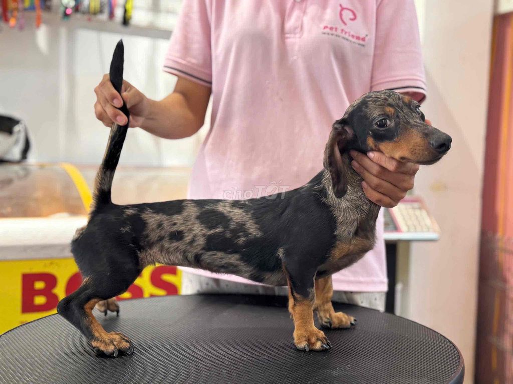 Chó lạp xưởng đực cái 6 tháng. Mua bán Chó tại Quận 7 Tp Hồ Chí Minh được đăng bởi Phạm Ngọc Thuỳ hình 1