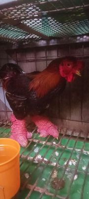 Gà 5,2kg đến 5,5kg giá 1.700k 1con chân khủng ❤❤❤. Mua bán Gà tại Thành phố Thủ Đức Tp Hồ Chí Minh được đăng bởi chuyên cung cấp gà đông tảo thuần chủng 