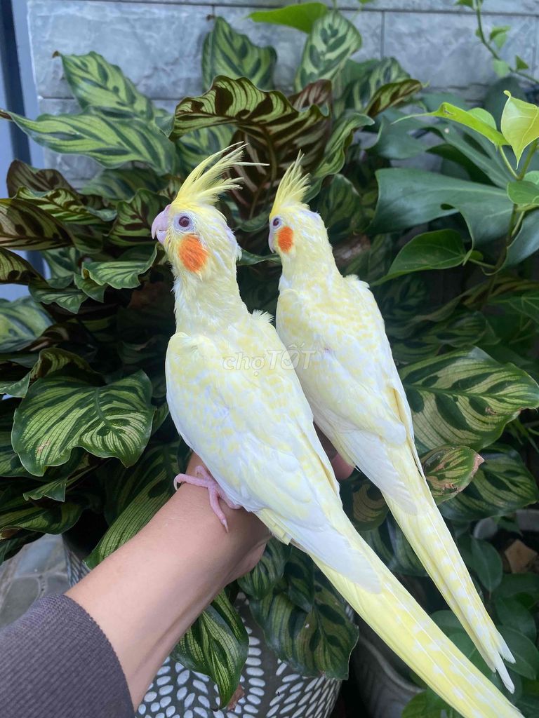 Chim Vẹt Cockatiel màu Vàng. Mua bán Chim tại Huyện Hóc Môn Tp Hồ Chí Minh được đăng bởi  86 hình 1