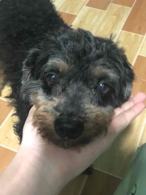 Tìm chủ cho bé poodle phantom quấn chủ thân thiện. Mua bán Chó tại Huyện Bình Chánh Tp Hồ Chí Minh được đăng bởi Tên chưa cung cấp