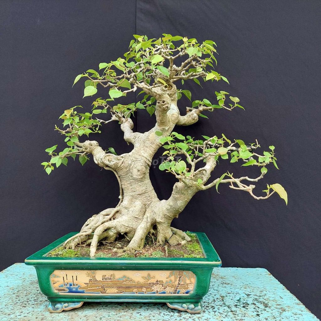 Cây cảnh Bồ đề bonsai 50cm. Mua bán Cây cảnh, đồ trang trí tại Thành phố Thủ Đức Tp Hồ Chí Minh được đăng bởi Trần Xuân Dương hình 1
