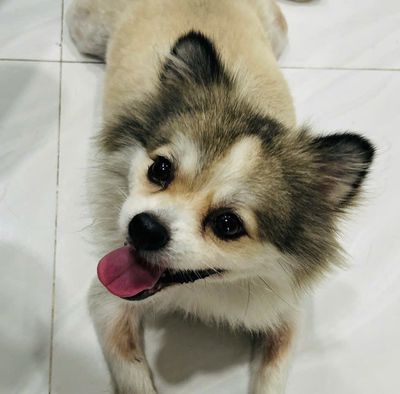 Chó Pomeranian lai Nhật (cái) 2 tuổi