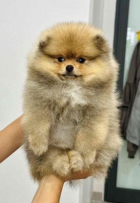 Chó Phốc Sóc màu Nâu vàng. Mua bán Chó tại Quận Hải Châu Đà Nẵng được đăng bởi Chó Cảnh Đà Nẵng 130 đường 2 9 