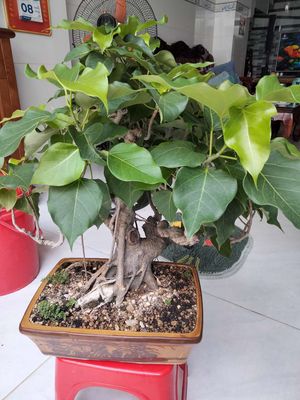 pokemon rement bonsai Re-Ment