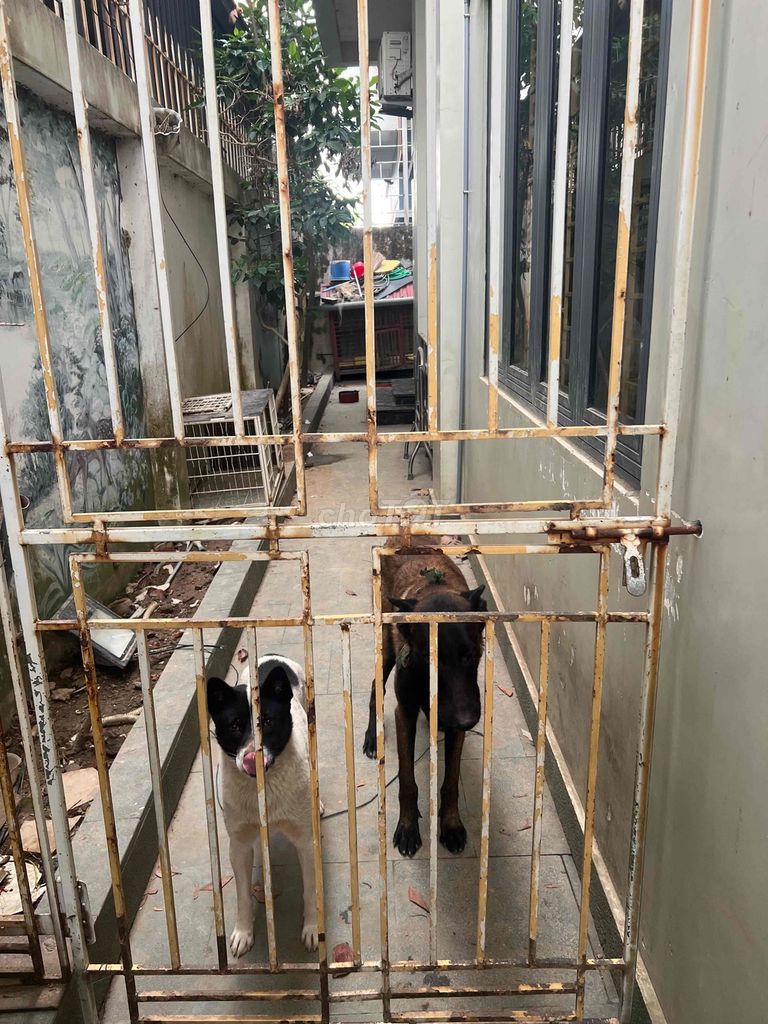 Chó Becgie Bỉ. Mua bán Chó tại Quận Dương Kinh Hải Phòng được đăng bởi Trần Văn Phong hình 1