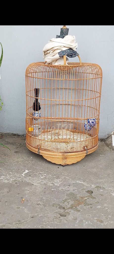 Chim Bổi tuyển Đuôi dài. Mua bán Chim tại Quận Cái Răng Cần Thơ được đăng bởi Nguyễn Nam hình 1