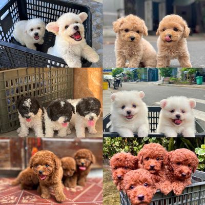 SHOP SẴN NHIỀU DÒNG CHÓ CẢNH tại 22 NHƠN HOÀ 9. Mua bán Chó tại Quận Cẩm Lệ Đà Nẵng được đăng bởi Anh Pet Shop