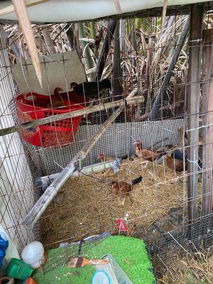 gà cuban lai 5th. Mua bán Gà tại Quận 8 Tp Hồ Chí Minh được đăng bởi Tài
