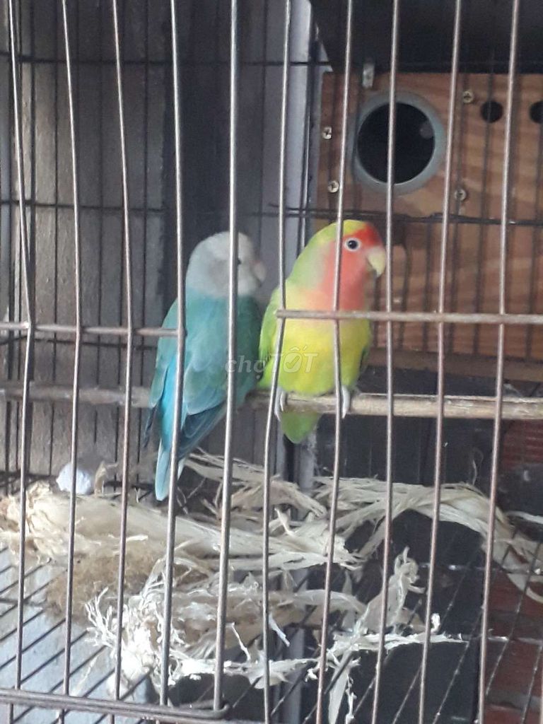 Cặp Lovebird SS màu đẹp