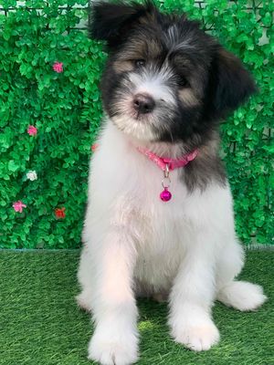 Nhật lông xù lai poodle