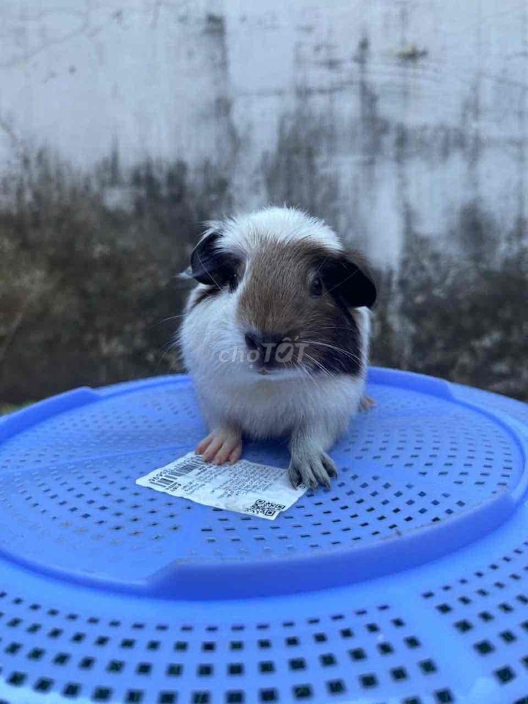 Chuột lang Crested Cali đực 1 tháng. Mua bán Thú cưng khác tại Thành phố Thuận An Bình Dương được đăng bởi Bọ Ú Chuột Cảnh  hình 1