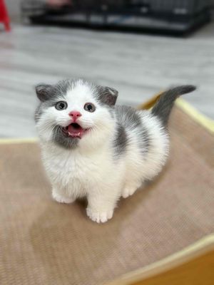 Mèo chân ngắn tai cụp màu bicolor