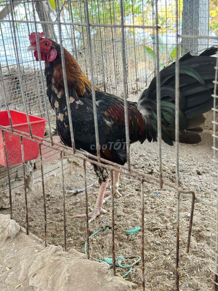 gà tre mã lại 1kg4. Mua bán Gà tại Huyện Phú Tân Cà Mau được đăng bởi Tuấn Gà Tre hình 1