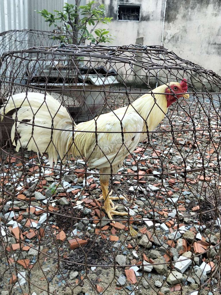 Bướm 3kg6. Mua bán Gà tại Quận Bình Tân Tp Hồ Chí Minh được đăng bởi ng minh tri hình 1
