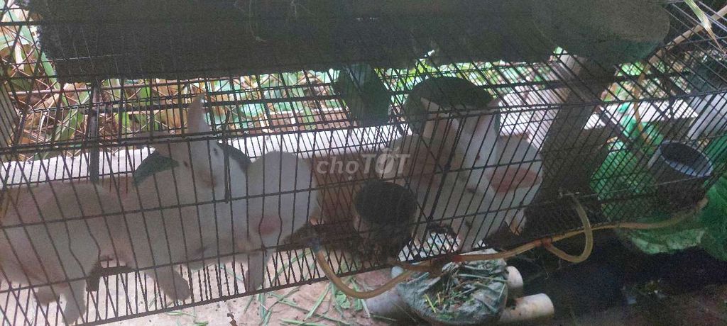 Thỏ con. Mua bán Thú cưng khác tại Huyện Hóc Môn Tp Hồ Chí Minh được đăng bởi Bùi Hoàng Lâm hình 4
