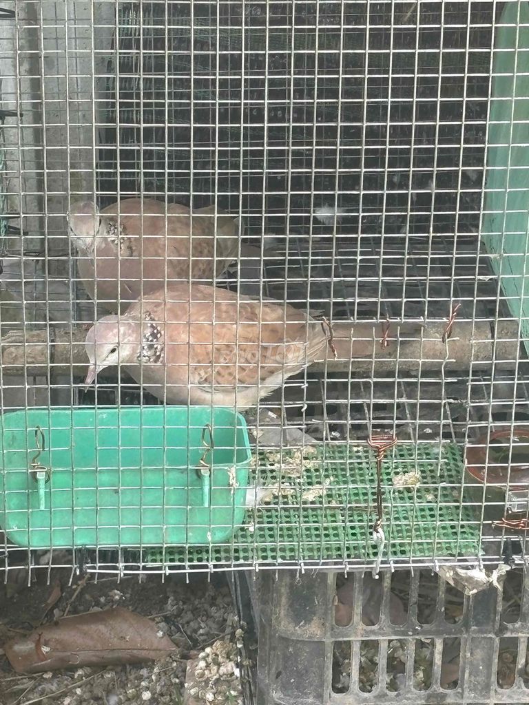 2 cặp cu thái bông. Mua bán Chim tại Huyện Phong Điền Cần Thơ được đăng bởi Ha hình 1