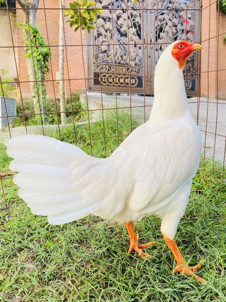 Gà Mái úa Thái/Mỹ trạng 2,2/2,3kg. Mua bán Gà tại Thành phố Biên Hòa Đồng Nai được đăng bởi Đinh Hoàng Nam hình 1