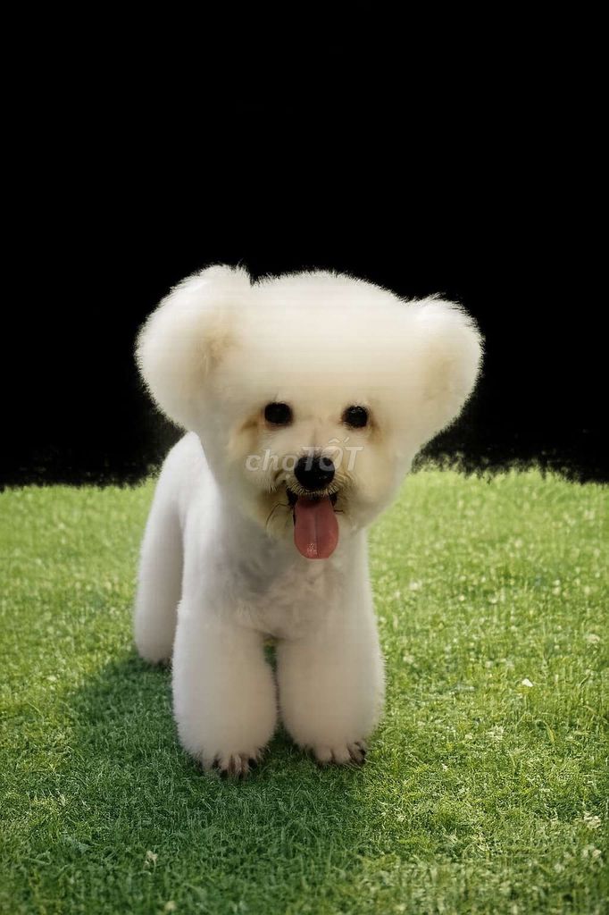 Chó Poodle Tai Bướm cái 1 tuổi đang salo. Mua bán Chó tại Quận 6 Tp Hồ Chí Minh được đăng bởi Linh hình 1