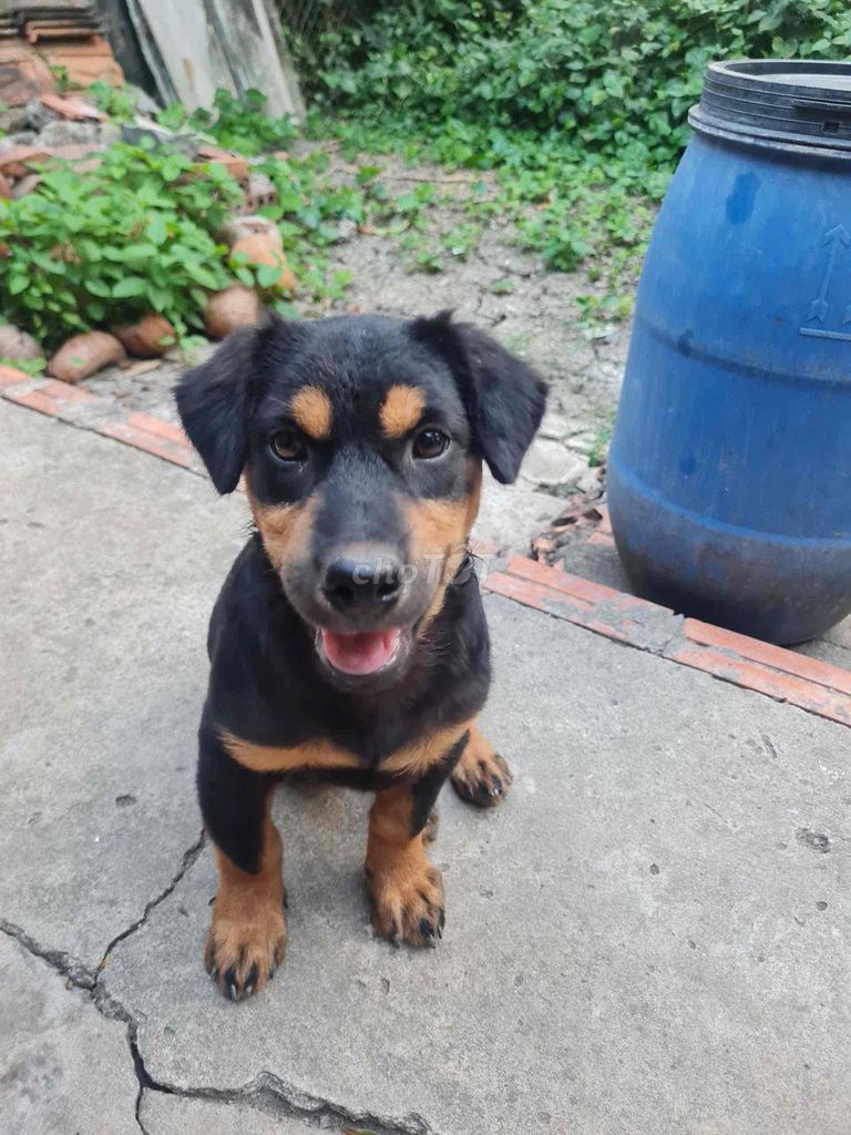 Chó Rottweiler đen vàng 2 tháng tuổi. Mua bán Chó tại Huyện Bình Chánh Tp Hồ Chí Minh được đăng bởi Minh Khôi hình 1