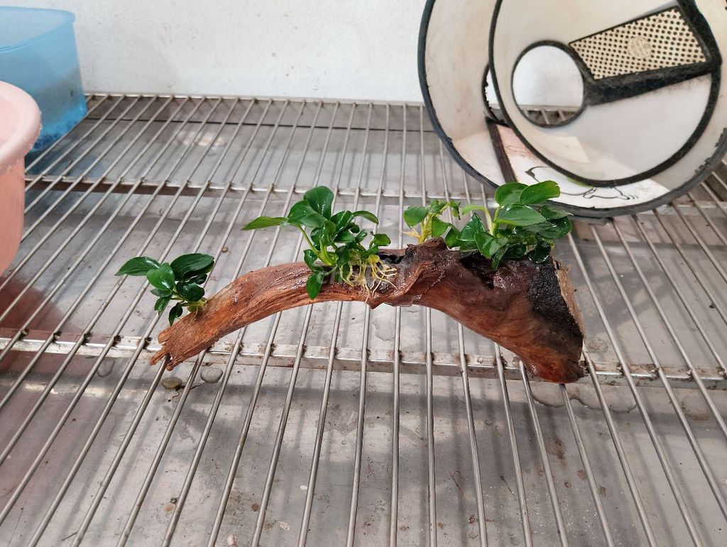 Cá mún wang Size to + đồ. Mua bán Thú cưng khác tại Quận Hoàng Mai Hà Nội được đăng bởi Nguyễn Trung Thành hình 1