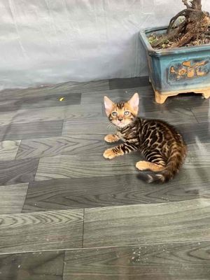 Mèo Bengal đực