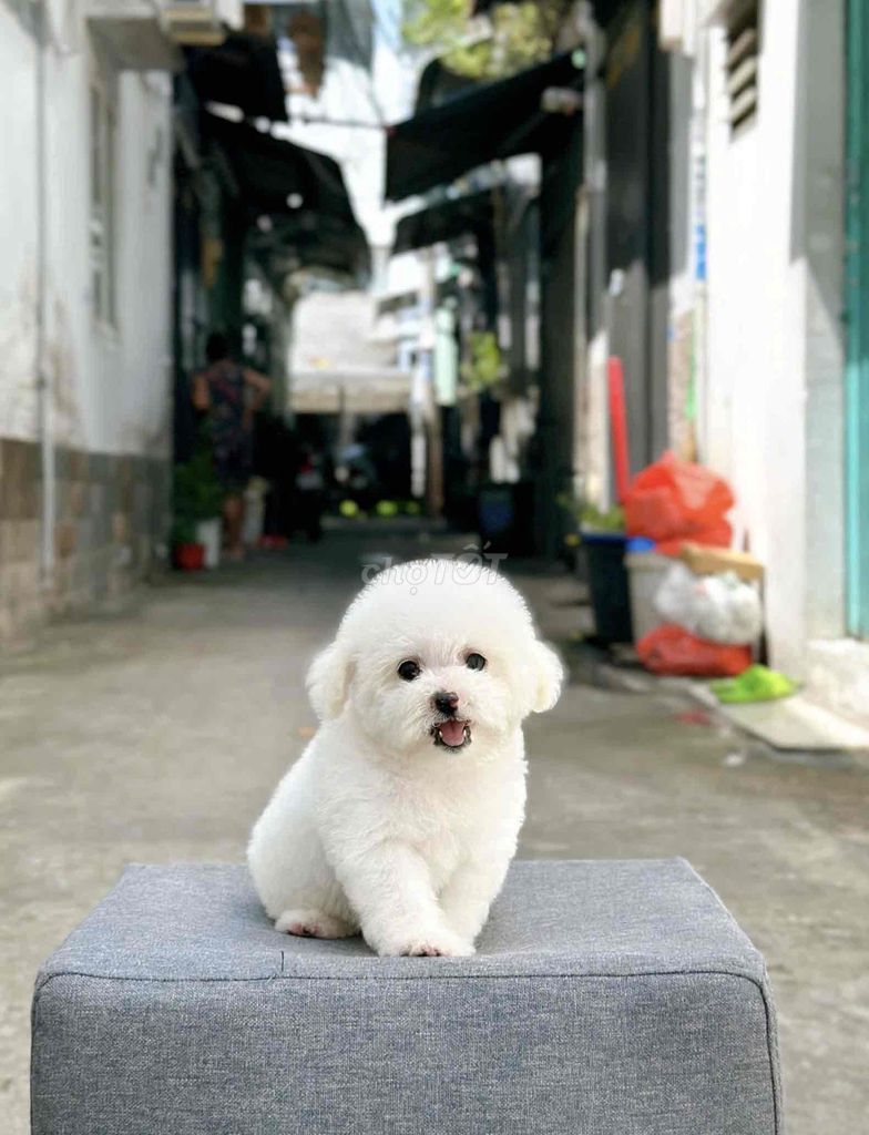 poodle tiny chuẩn