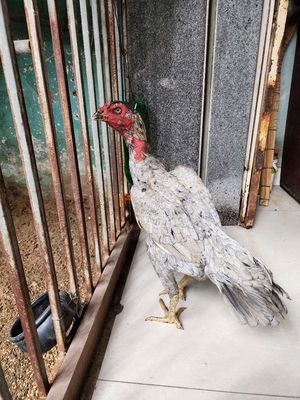 Gà đòn mái Xám chân Vàng 2.4kg. Mua bán Gà tại Huyện Hóc Môn Tp Hồ Chí Minh được đăng bởi hồ thanh tùng 