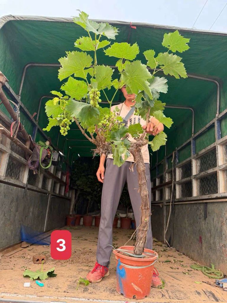 Nho sữa( Đã có quả ). Mua bán Cây cảnh, đồ trang trí tại Quận Hà Đông Hà Nội được đăng bởi Nguyễn Văn Hoàng  hình 1