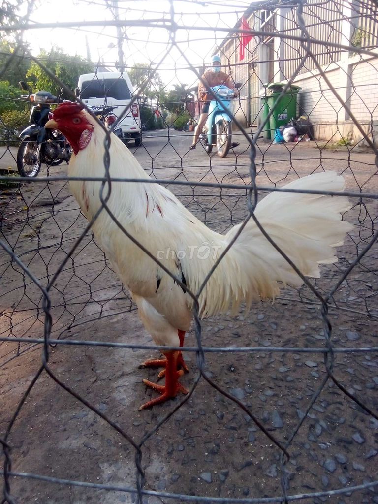 Gà bướm Trắng 3.45 kg Mới. Mua bán Gà tại Huyện Hóc Môn Tp Hồ Chí Minh được đăng bởi Phi Hùng Nguyễn hình 1