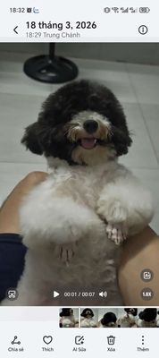 hcm - Tìm chủ  poodle làm giống size nhỏ