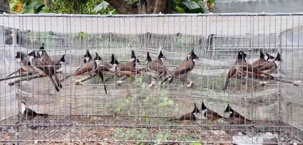 má đỏ lông mới. Mua bán Chim tại Huyện Quảng Điền Thừa Thiên Huế được đăng bởi Chuyên lủa gỗ quý hình 1