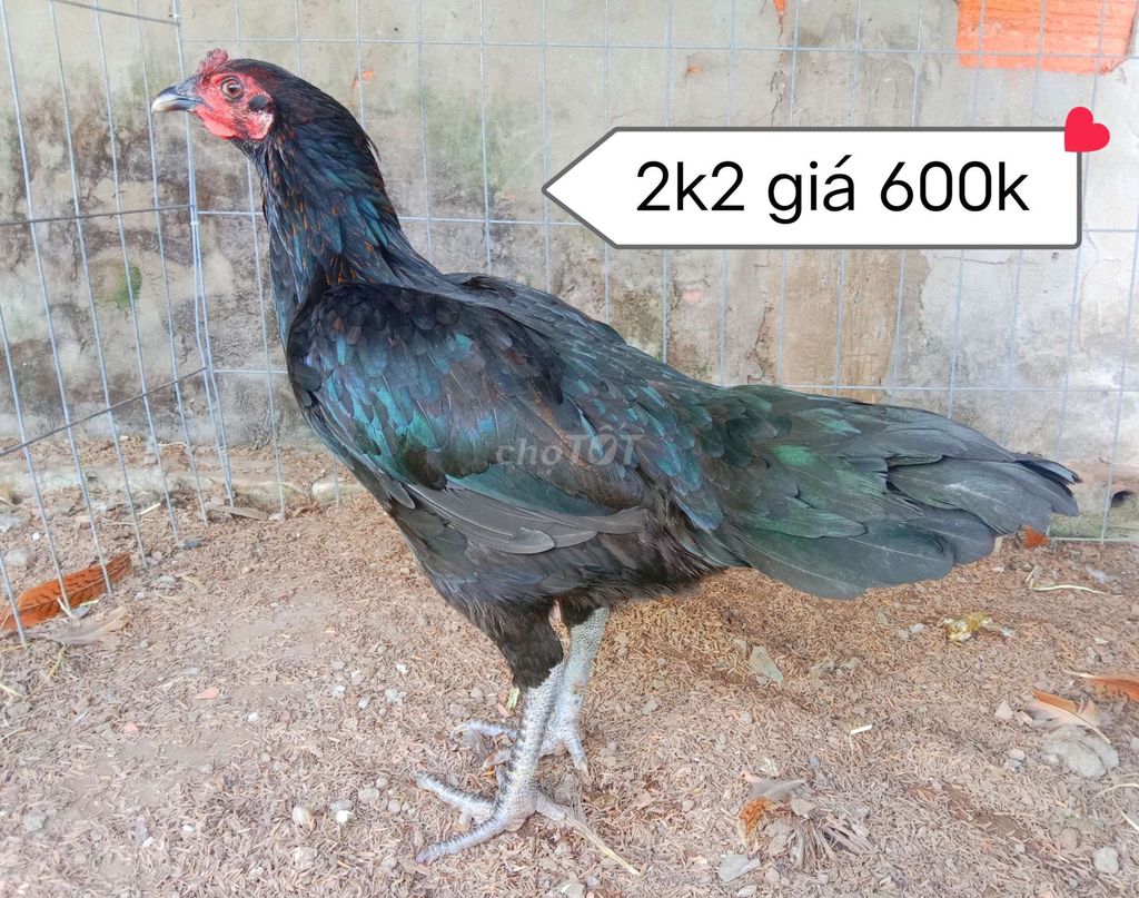 Mái que Peru Việt. Chạng 2,6 kg