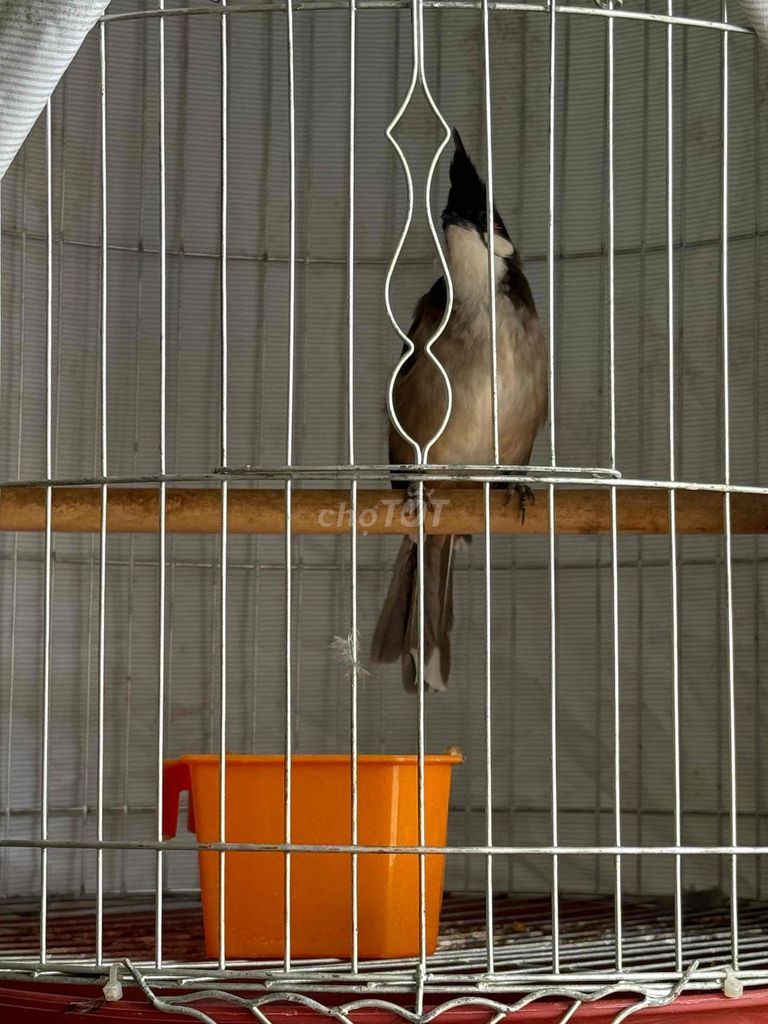 chào mào thuần nuôi 2 năm. Mua bán Chim tại Thành phố Biên Hòa Đồng Nai được đăng bởi MrThai hình 1