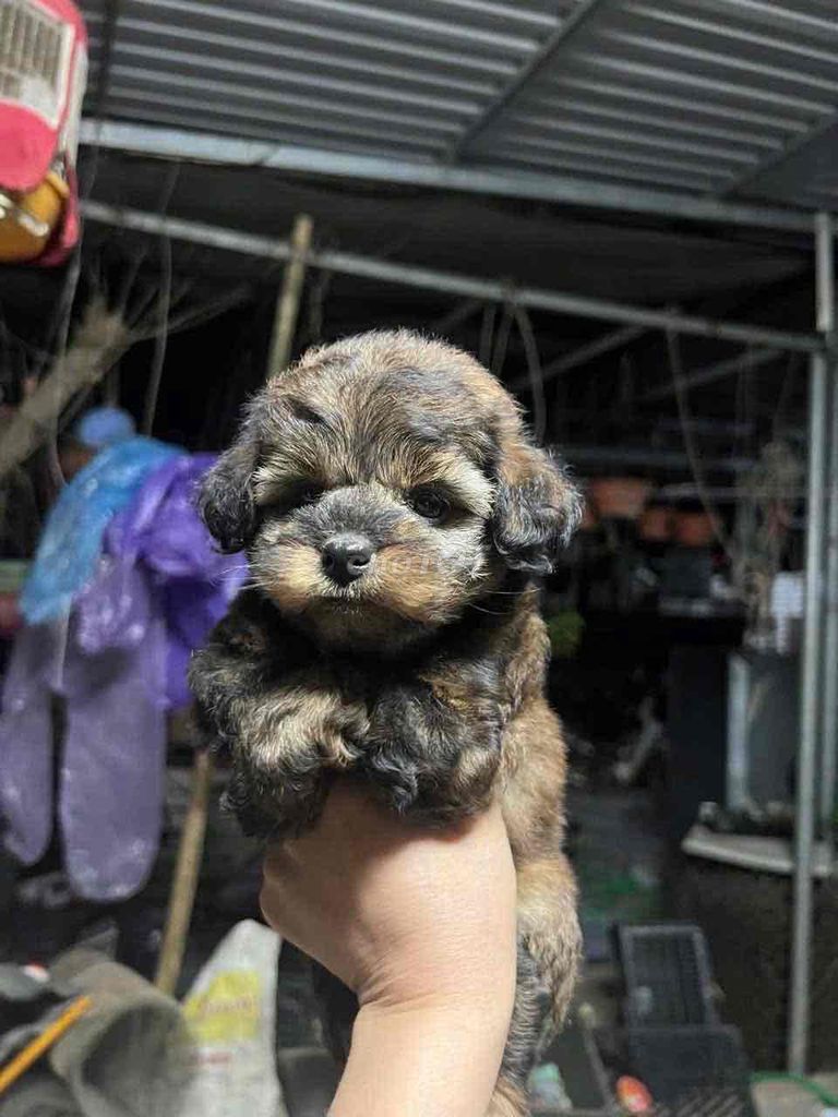 Chó Poodle con Nâu đen. Mua bán Chó tại Thành phố Mỹ Tho Tiền Giang được đăng bởi bm hình 1