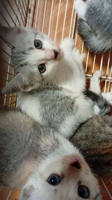 mèo con lai anh