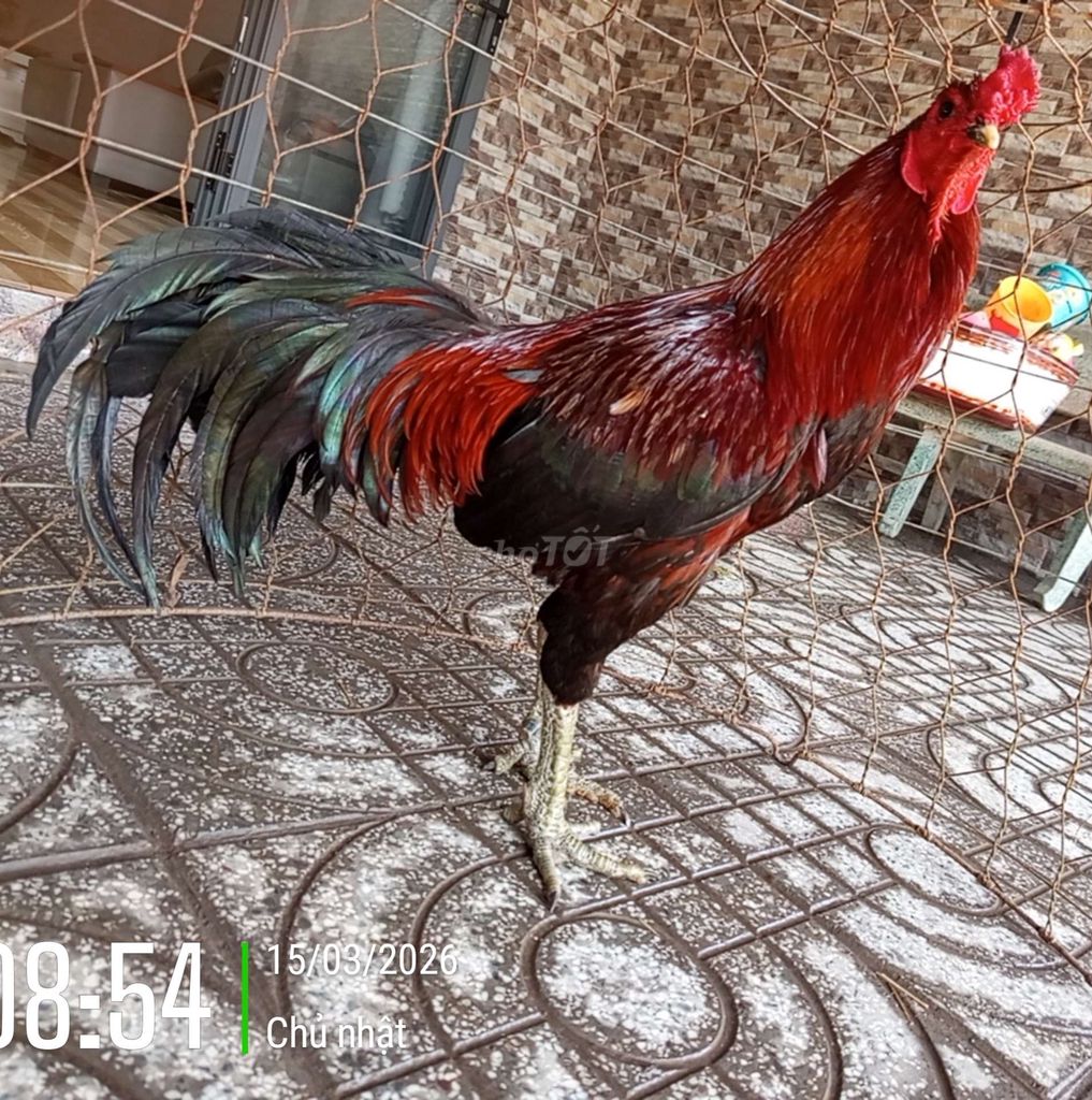 Gà que nọc 3,8kg. Mua bán Gà tại Huyện Long Thành Đồng Nai được đăng bởi PT Tâm  hình 1